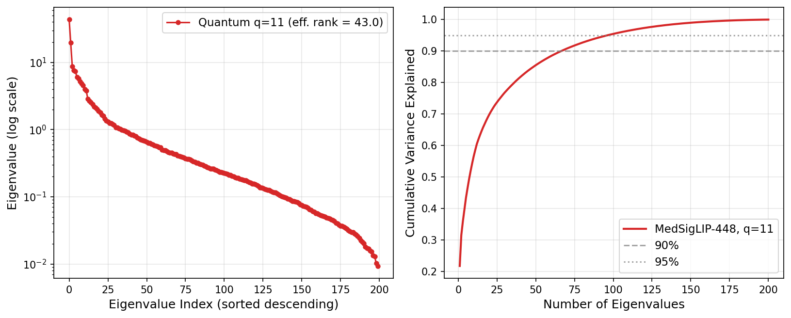 Quantum kernel eigenspectrum at q=11 for MedSigLIP-448